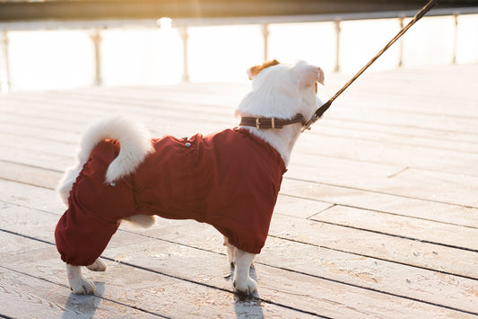 Kutyakabátok: praktikum vagy divat?