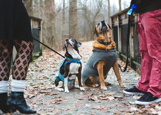 2026-os kutyaruha divat: trendek, színek és anyagok